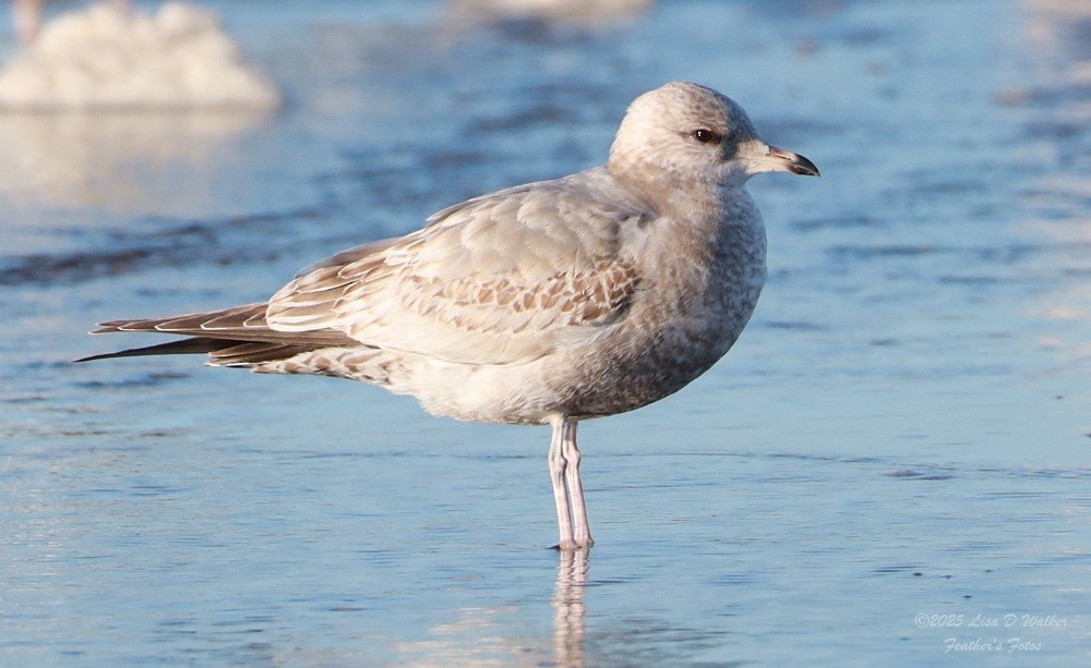 Kurzschnabel-Sturmmöwe - ML647641976