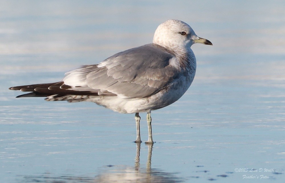 Kurzschnabel-Sturmmöwe - ML647641977