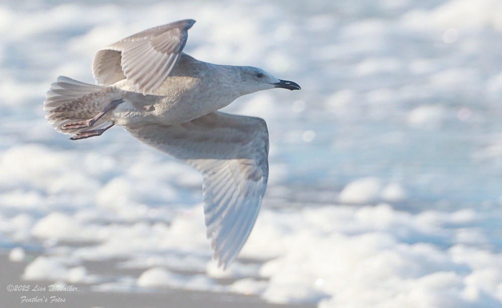 Beringmöwe - ML647641996