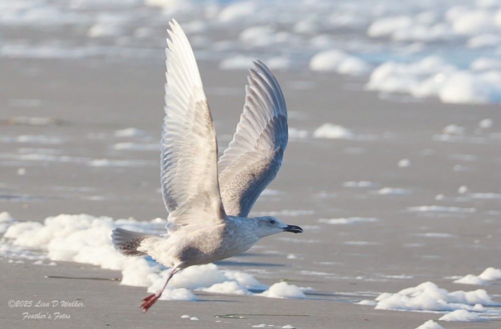 Beringmöwe - ML647641997