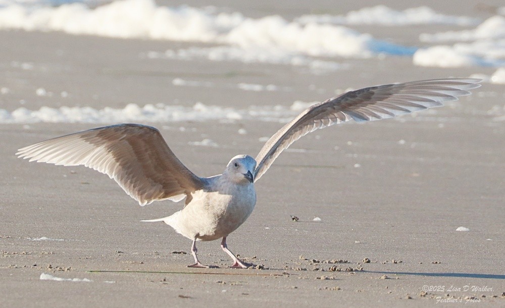 Beringmöwe - ML647641998