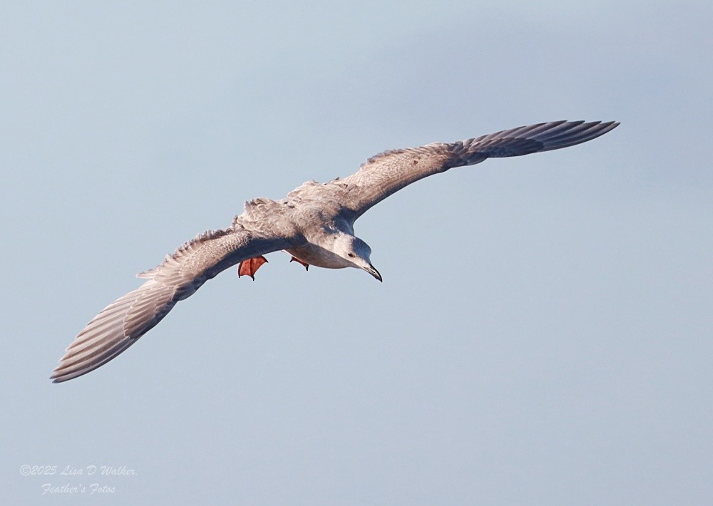 Beringmöwe - ML647641999