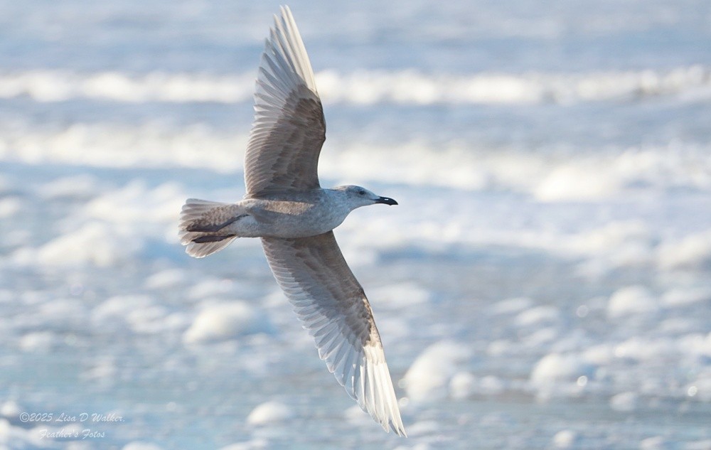 Beringmöwe - ML647642000