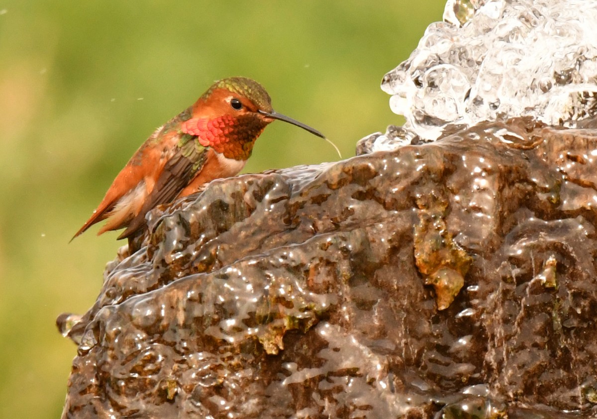 Allen's Hummingbird - ML647642003