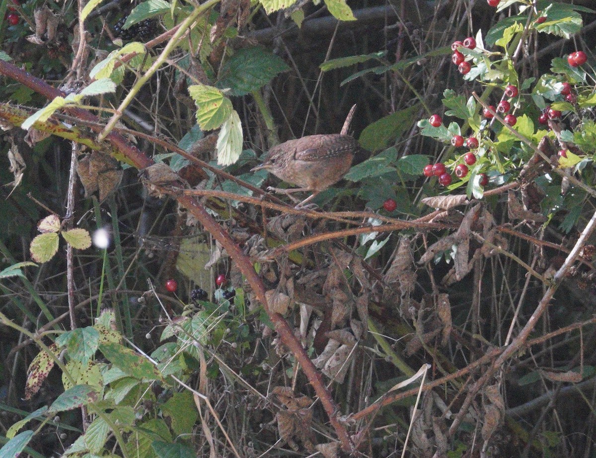 ミソサザイ - ML647642024