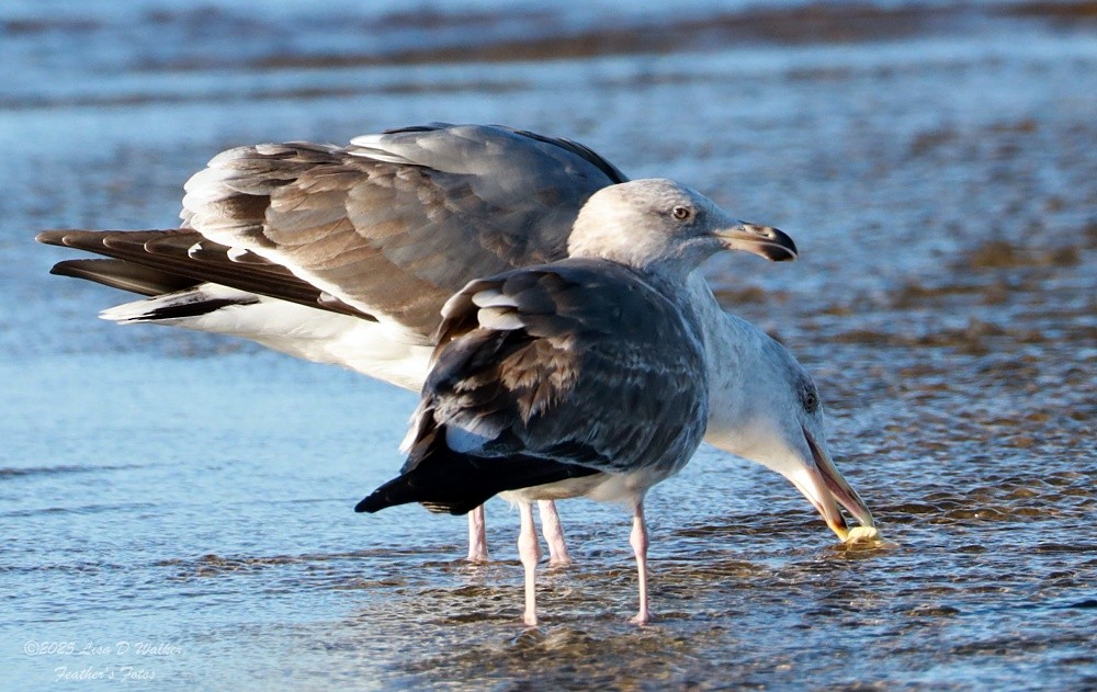 Larus, unbestimmt - ML647642031