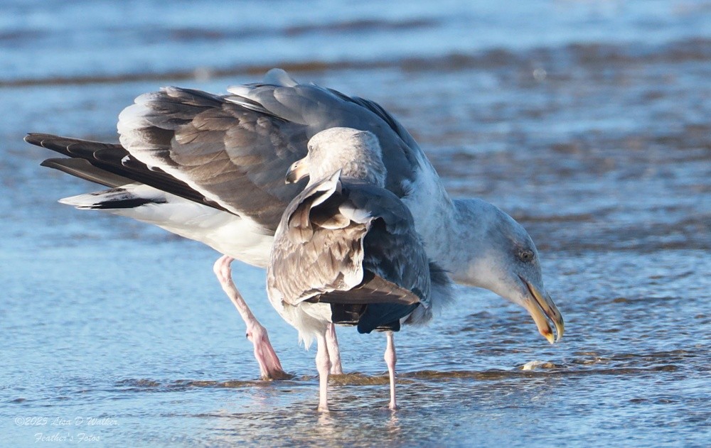 Larus, unbestimmt - ML647642032