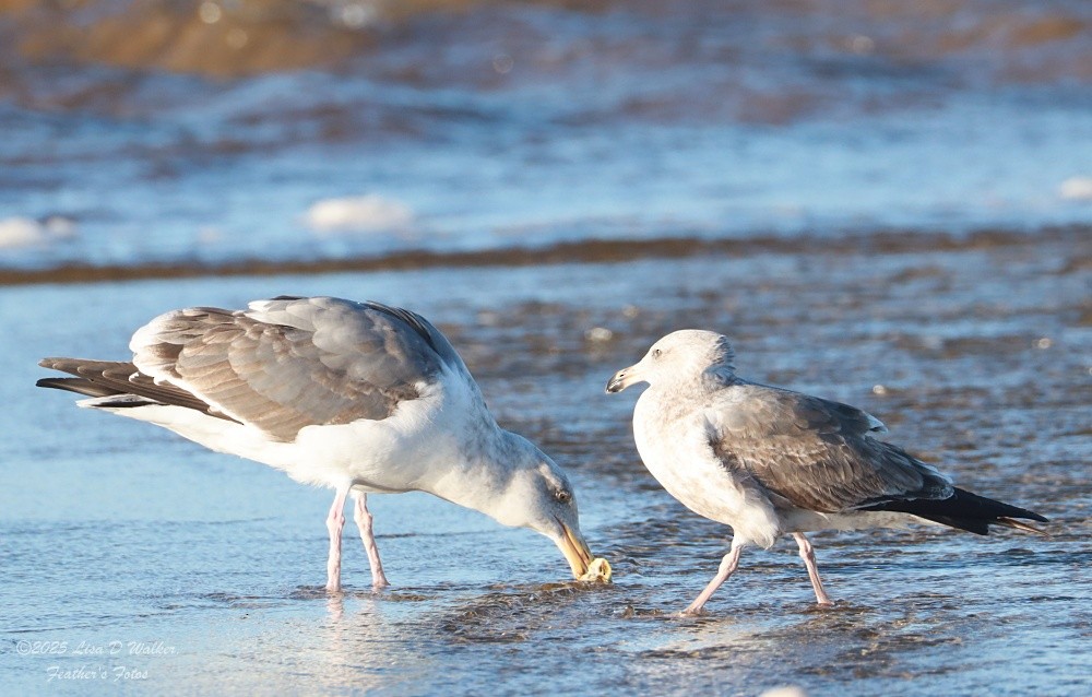 Larus, unbestimmt - ML647642033