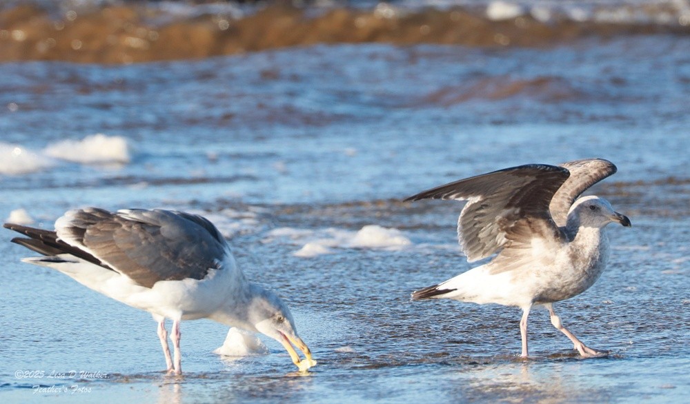 Larus, unbestimmt - ML647642034