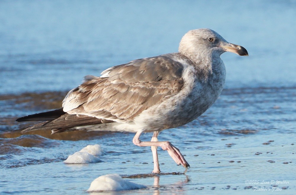 Larus, unbestimmt - ML647642035