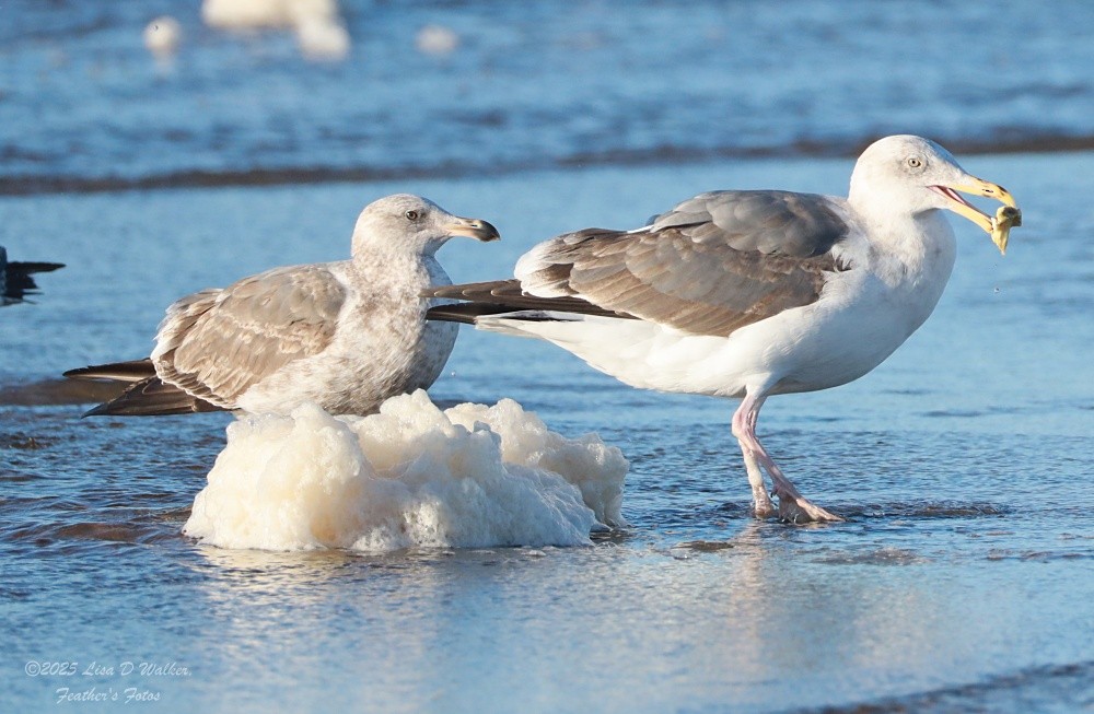 Larus, unbestimmt - ML647642036