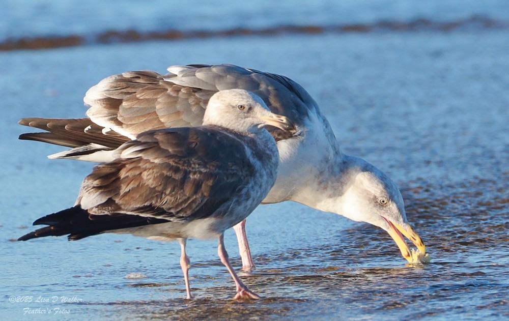 Larus, unbestimmt - ML647642037