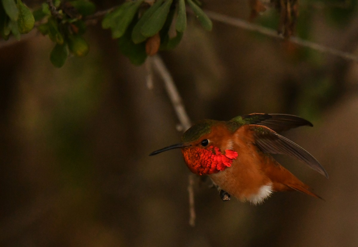 Allen's Hummingbird - ML647642040