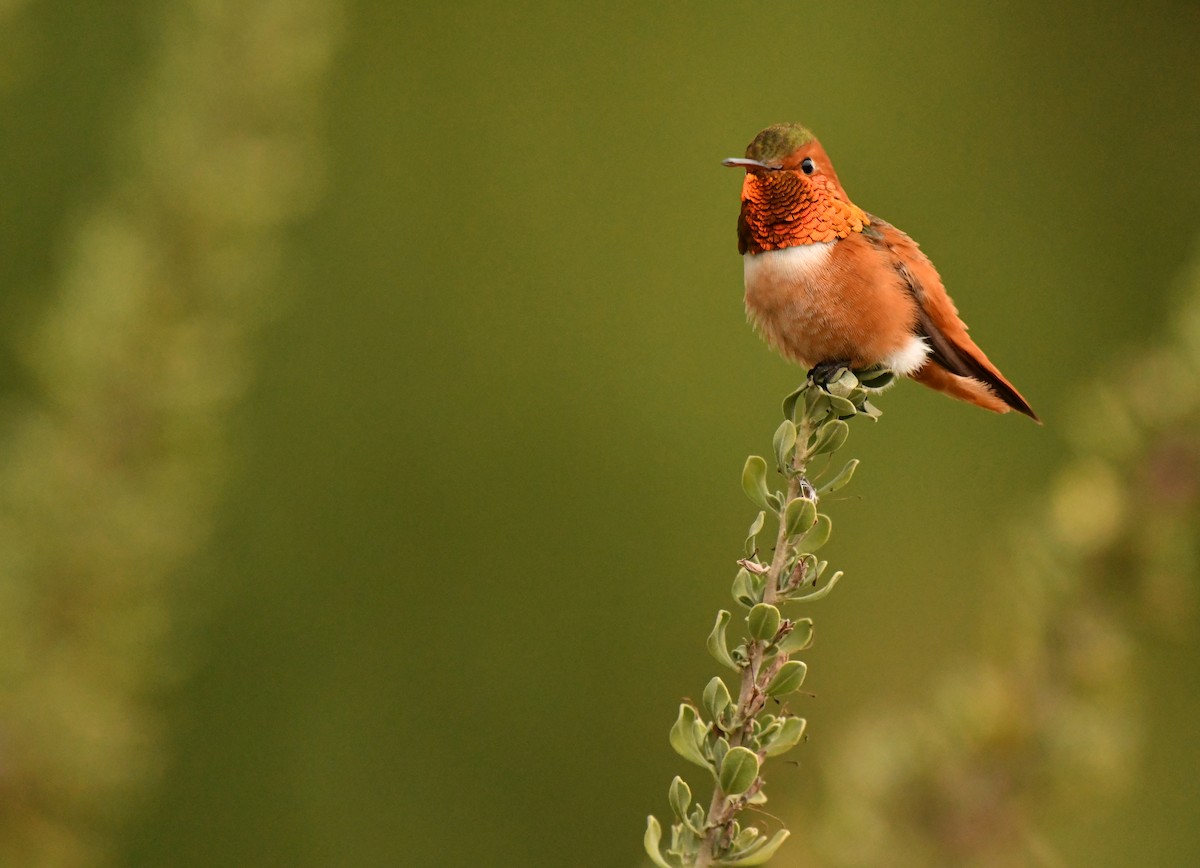 Allen's Hummingbird - ML647642052