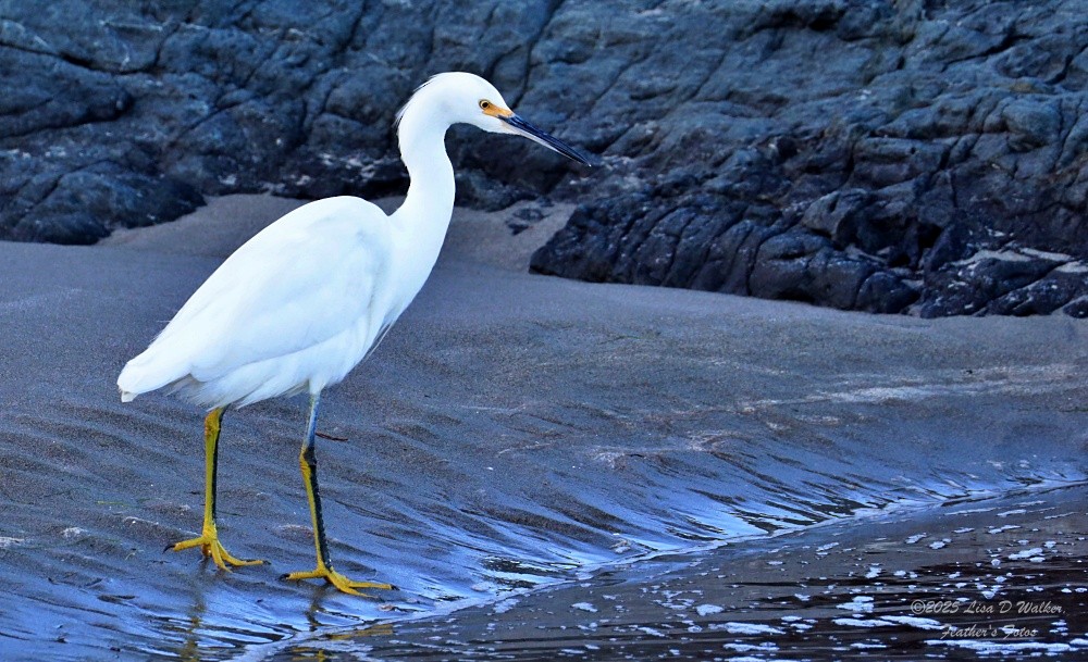 Schmuckreiher - ML647642055