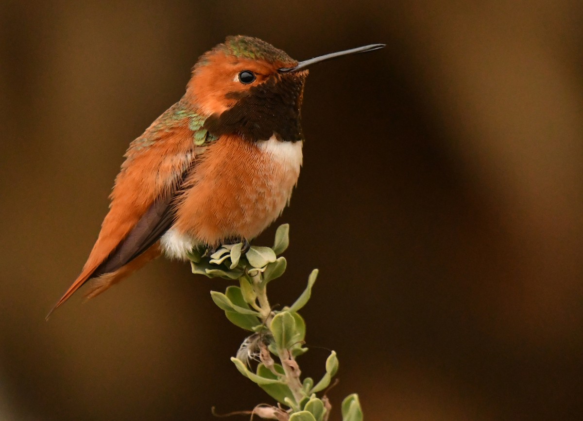 Allen's Hummingbird - ML647642058