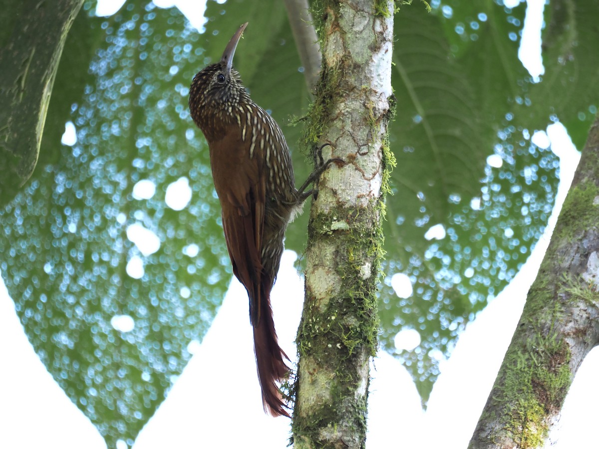 Dağ Tırmaşık - ML647642060