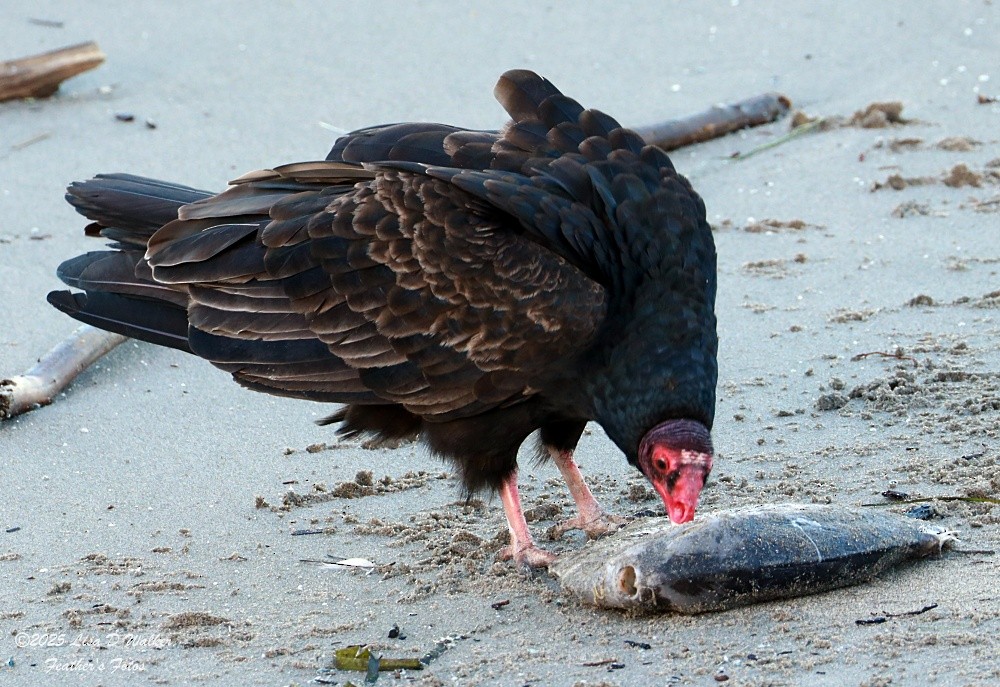 Truthahngeier - ML647642061