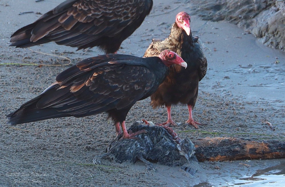 Truthahngeier - ML647642062