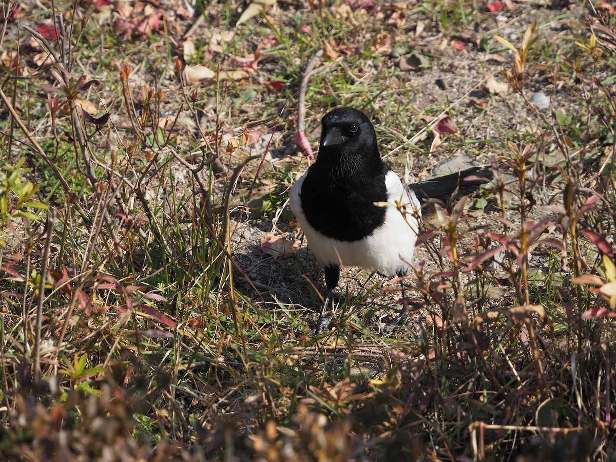 Oriental Magpie - ML647642075