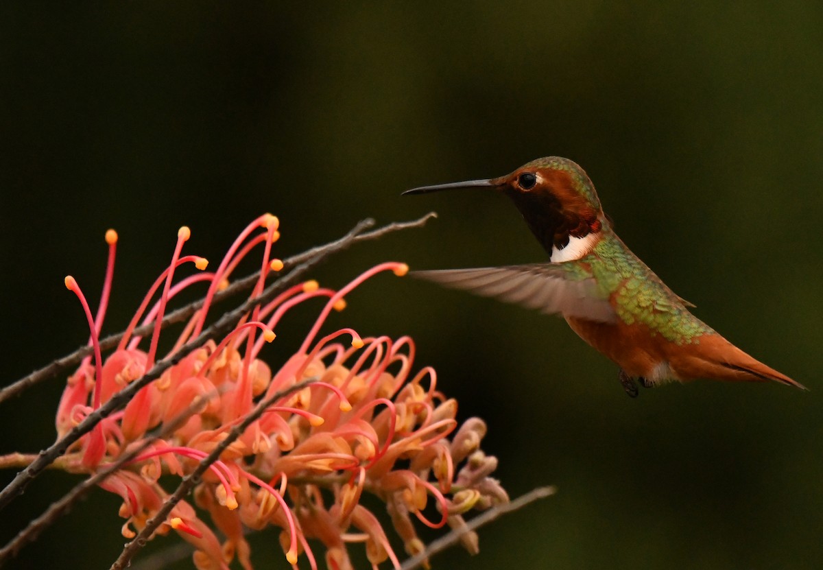 Allen's Hummingbird - ML647642076