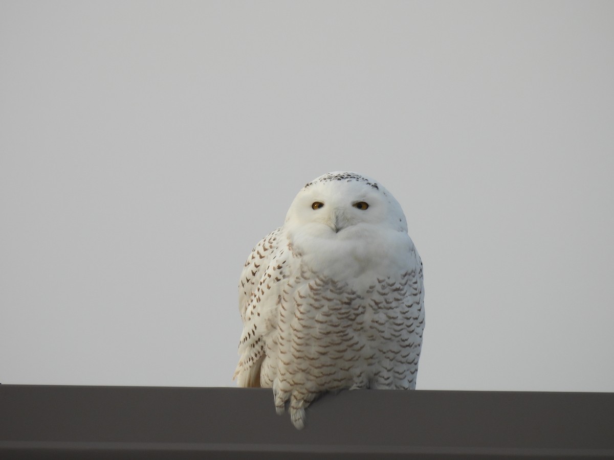 Snowy Owl - ML647642077