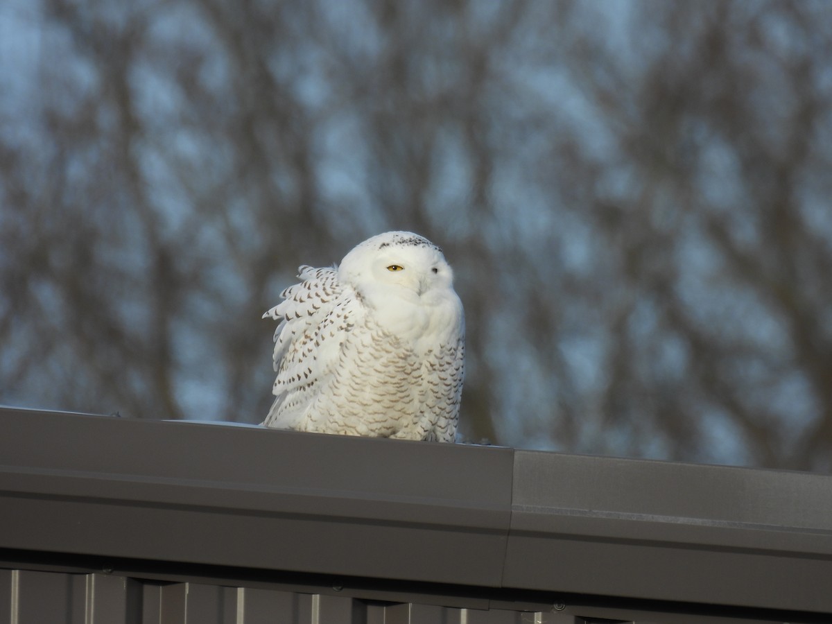 Snowy Owl - ML647642078
