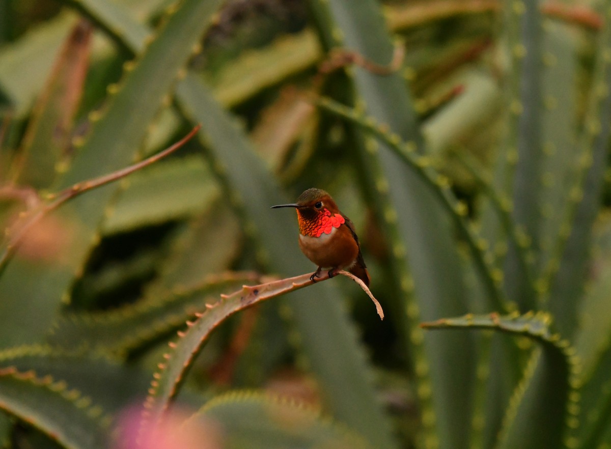 Allen's Hummingbird - ML647642101