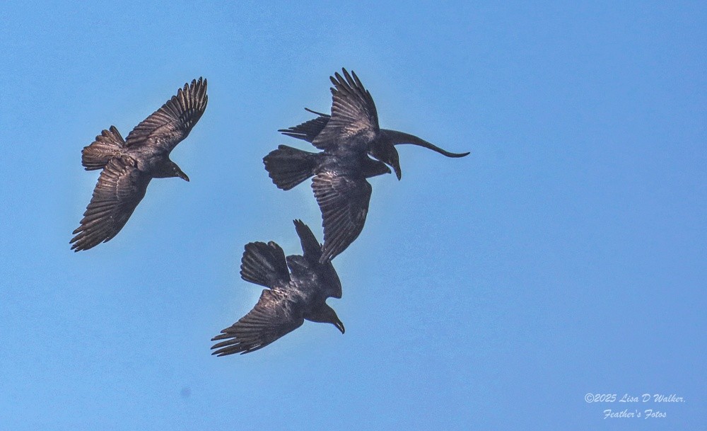 עורב שחור - ML647642102