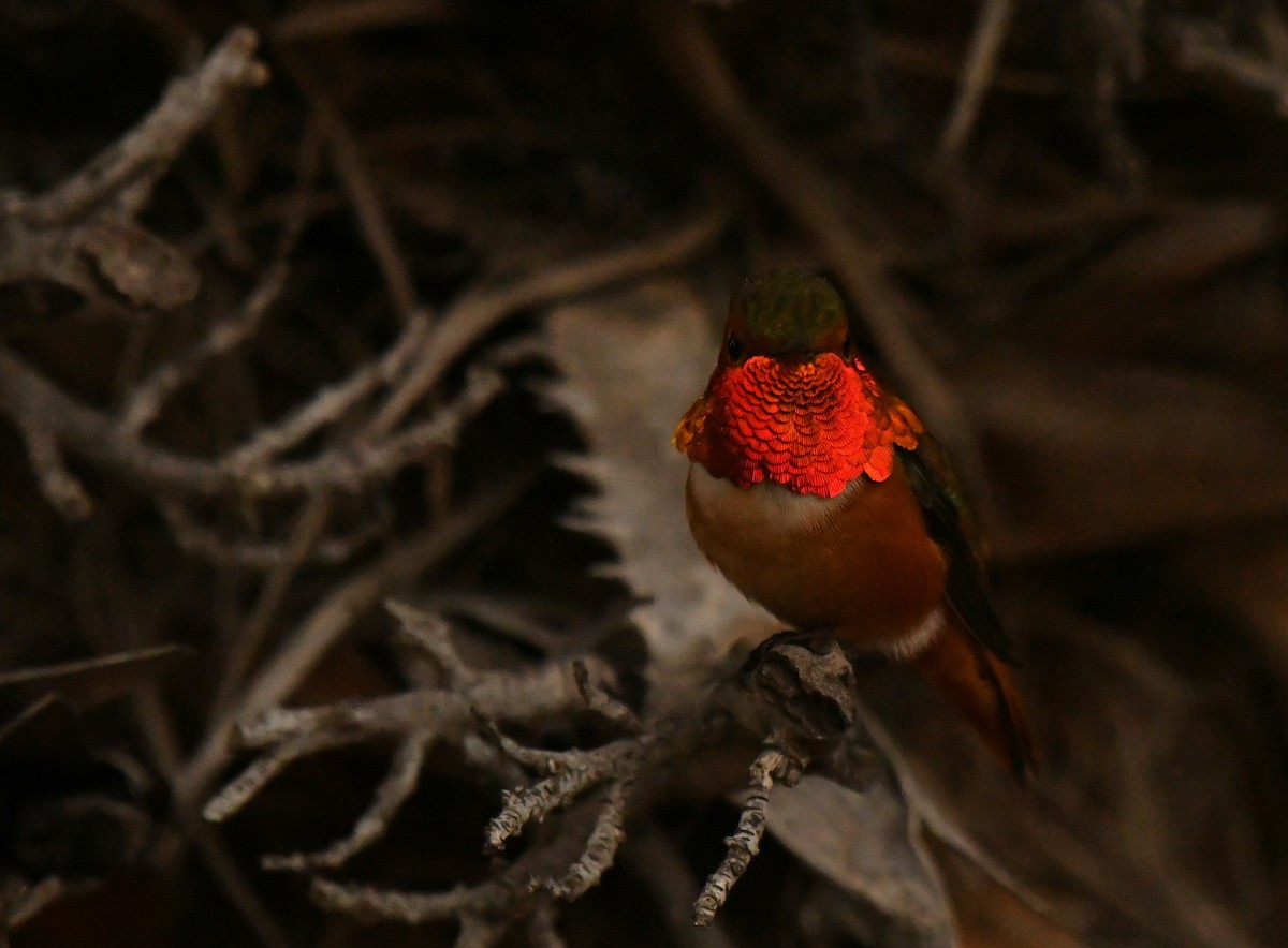 Allen's Hummingbird - ML647642106