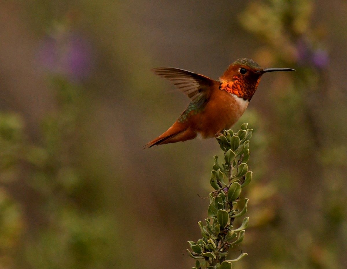 Allen's Hummingbird - ML647642108