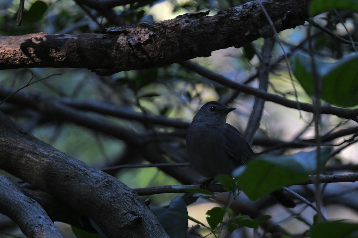 Miaulari grisa - ML647642154