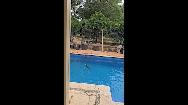 Pacific Black Duck - ML647642188