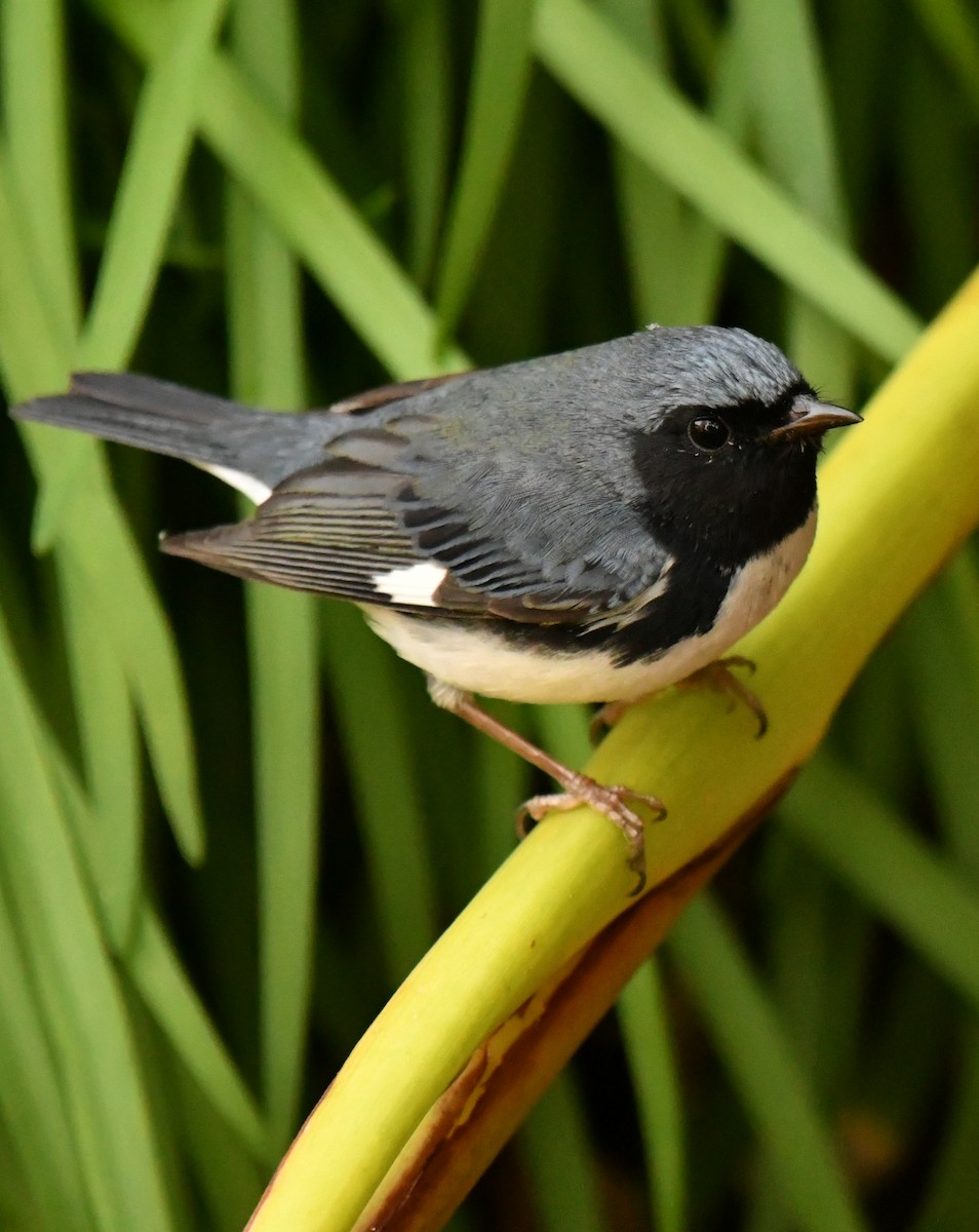 Black-throated Blue Warbler - ML647642192