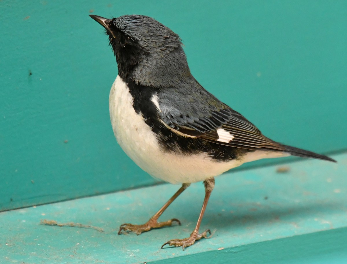 Black-throated Blue Warbler - ML647642195