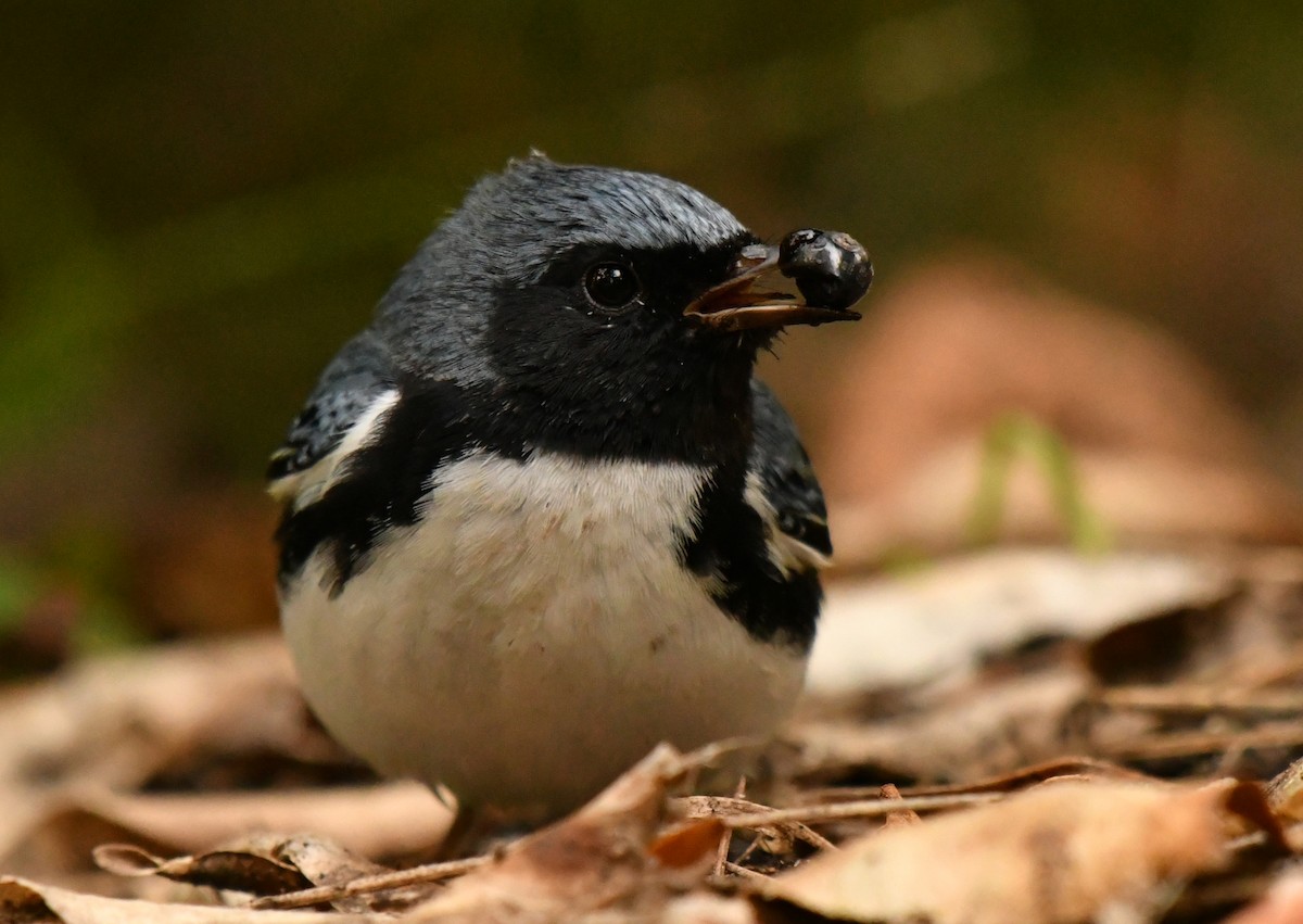 Black-throated Blue Warbler - ML647642196