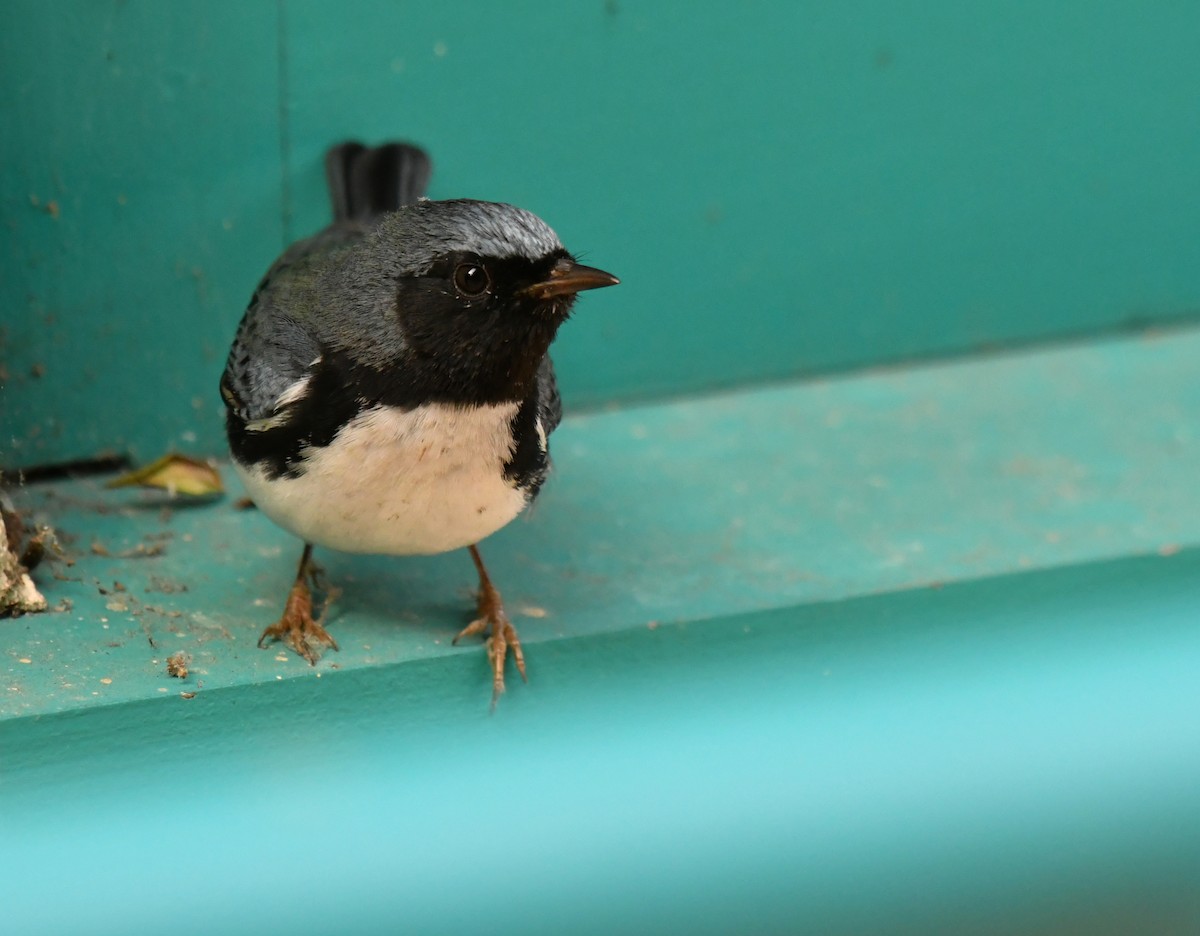 Black-throated Blue Warbler - ML647642198