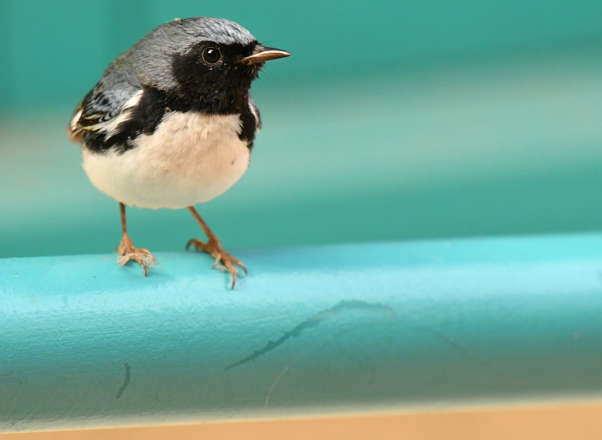 Black-throated Blue Warbler - ML647642199