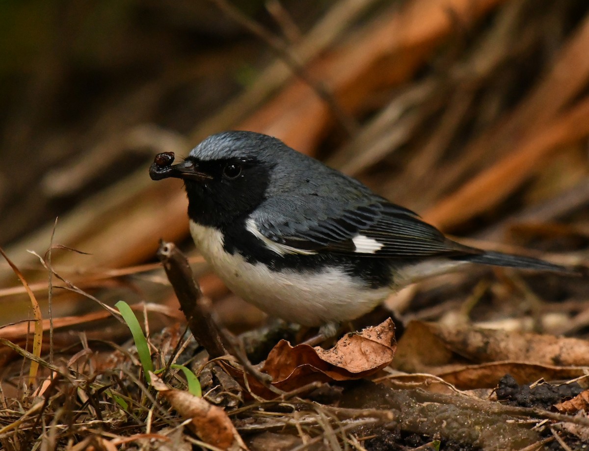 Black-throated Blue Warbler - ML647642200