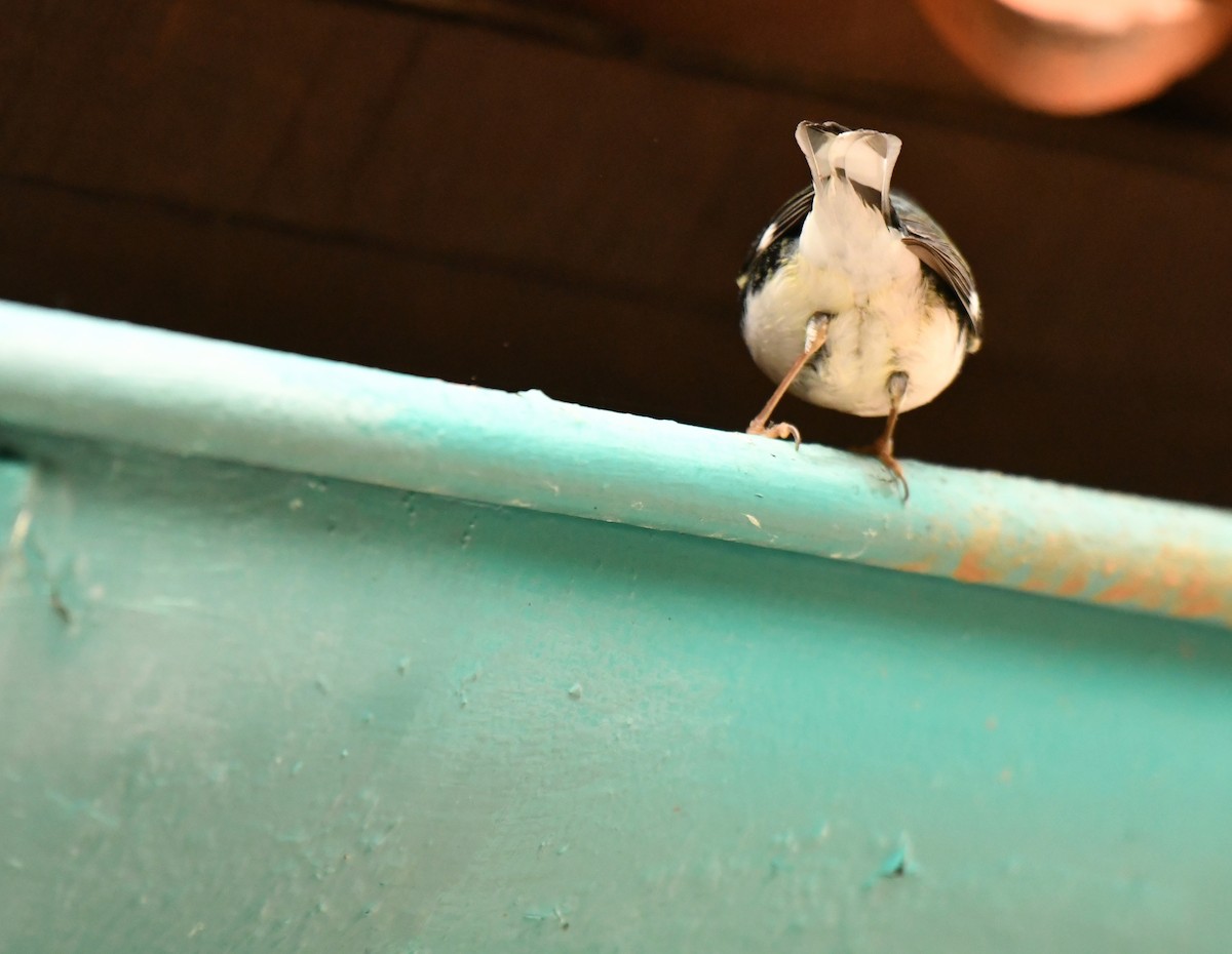 Black-throated Blue Warbler - ML647642201