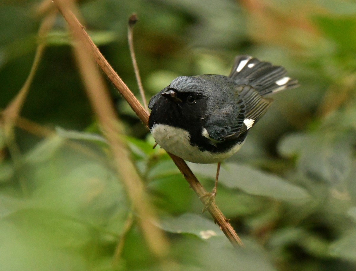 Black-throated Blue Warbler - ML647642202