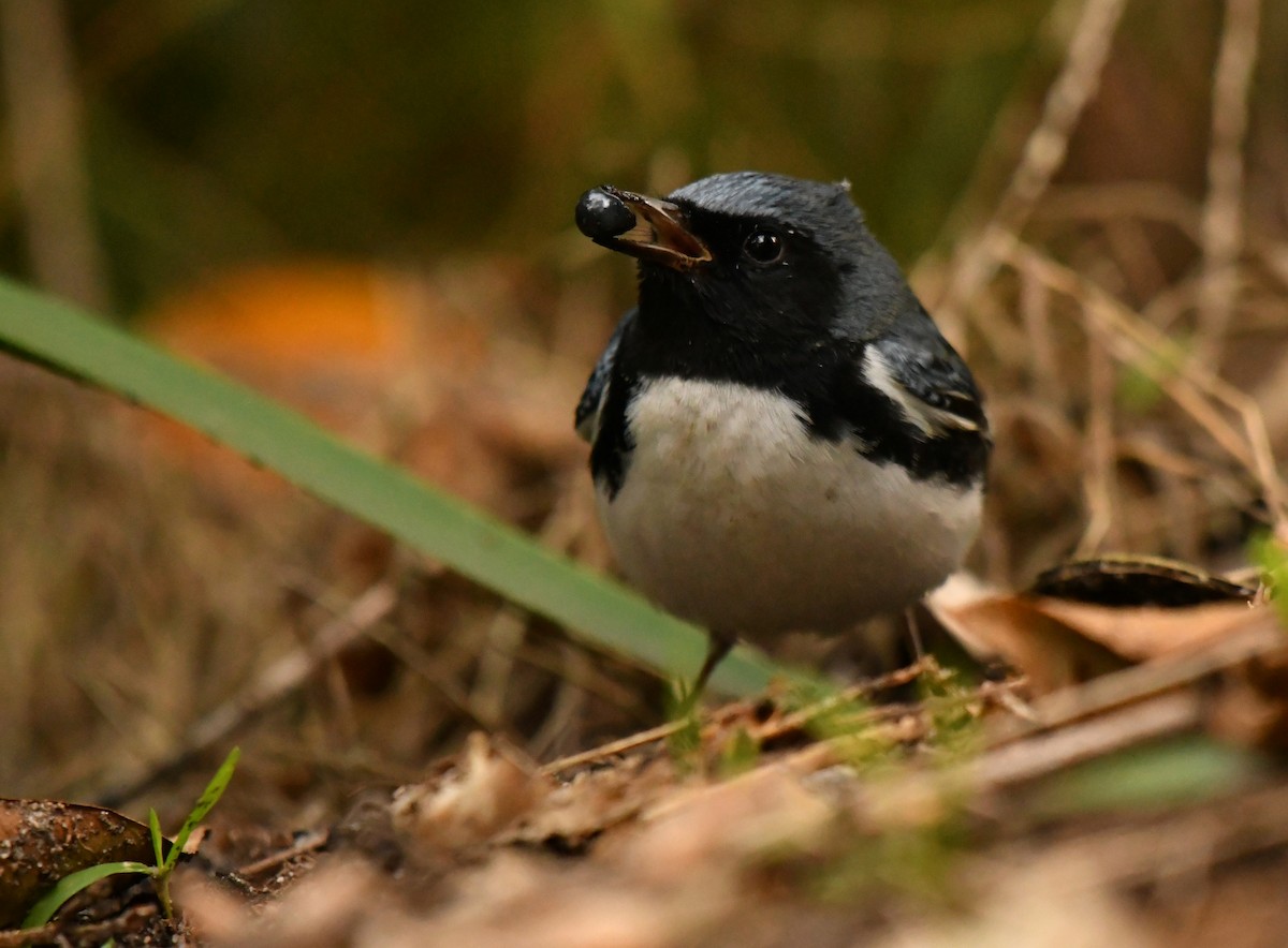 Black-throated Blue Warbler - ML647642203