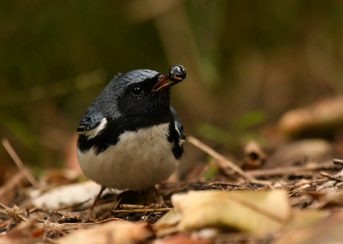 Black-throated Blue Warbler - ML647642205