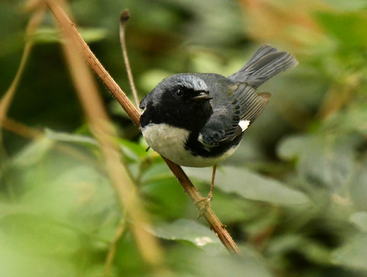 Black-throated Blue Warbler - ML647642206