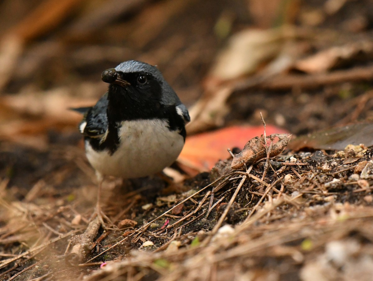 Black-throated Blue Warbler - ML647642207
