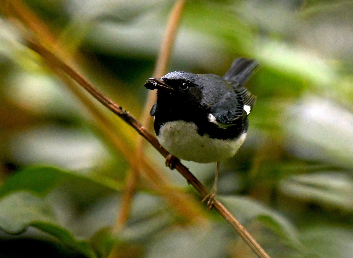 Black-throated Blue Warbler - ML647642209