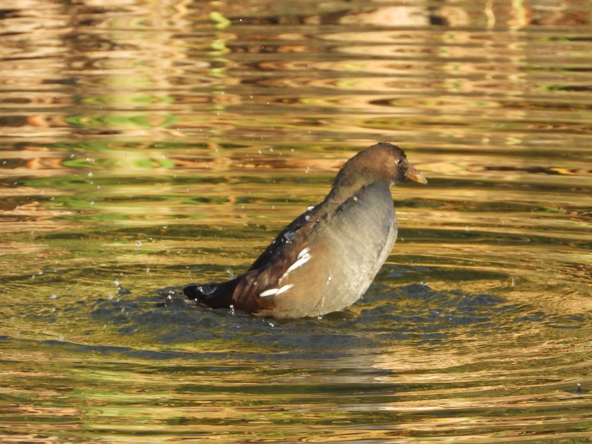 Amerika Sutavuğu - ML647642230