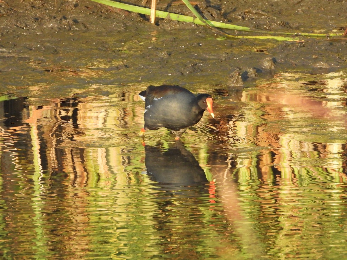 Amerika Sutavuğu - ML647642231