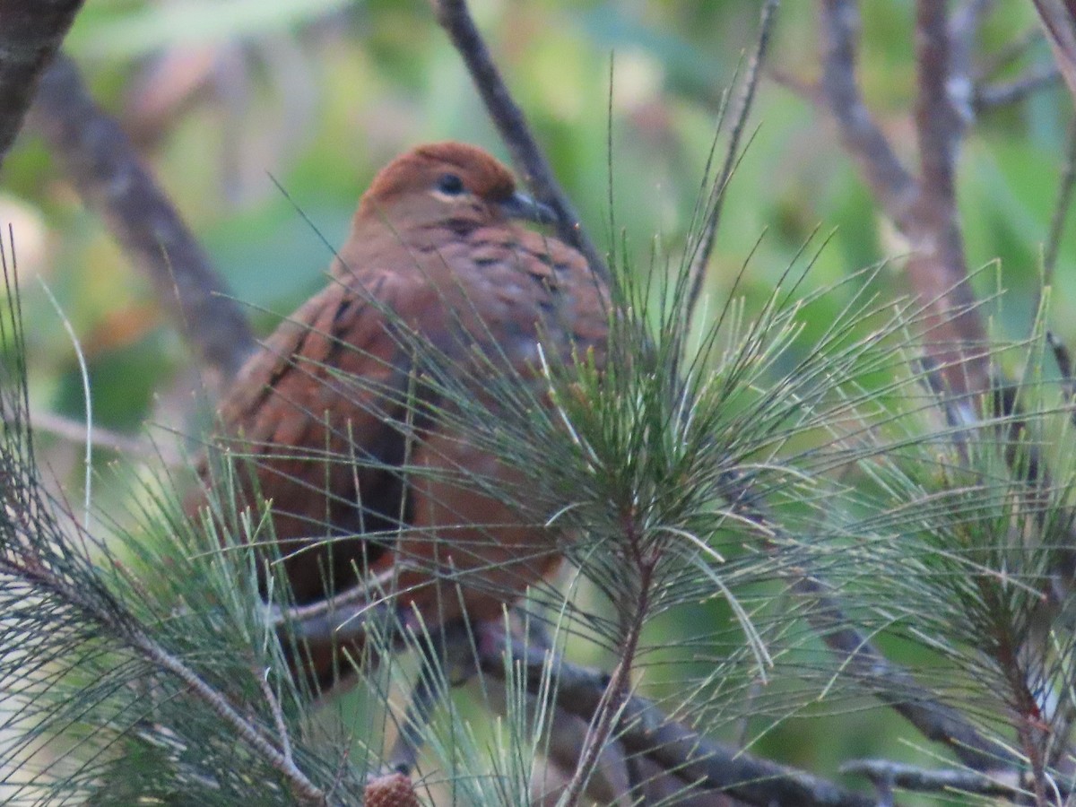 Brown Cuckoo-Dove - ML647642245