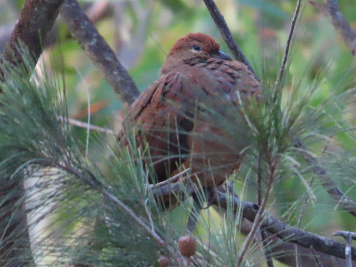 Brown Cuckoo-Dove - ML647642246